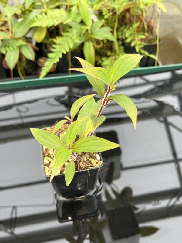 Close Up of Sonerila sp vietman | Florae Collaborative | 20778