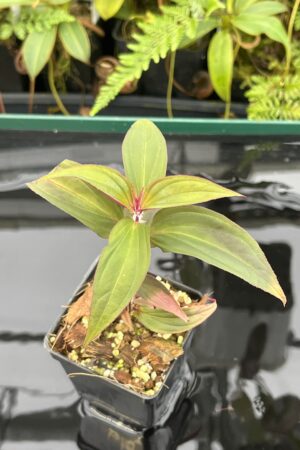 Close Up of Sonerila sp vietnam | Florae Collaborative | 20777
