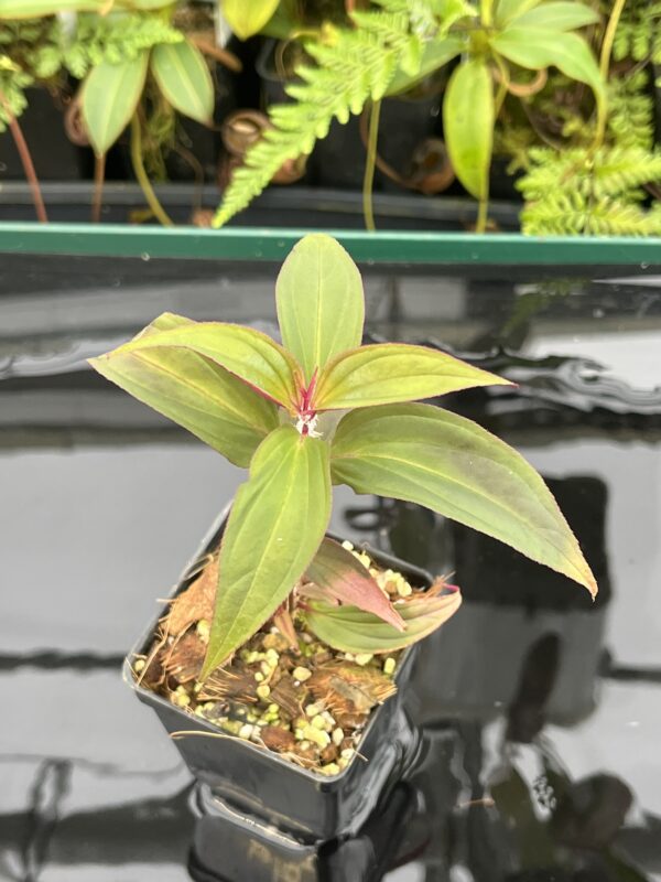 Close Up of Sonerila sp vietnam | Florae Collaborative | 20777