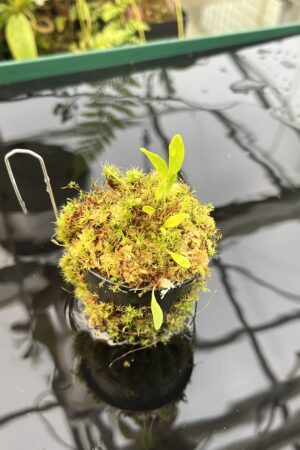 Close Up of Utricularia asplundii | Best Carnivorous Plants | BCP-108 | 20846