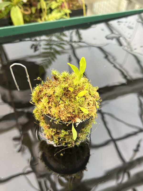 Close Up of Utricularia asplundii | Best Carnivorous Plants | BCP-108 | 20846