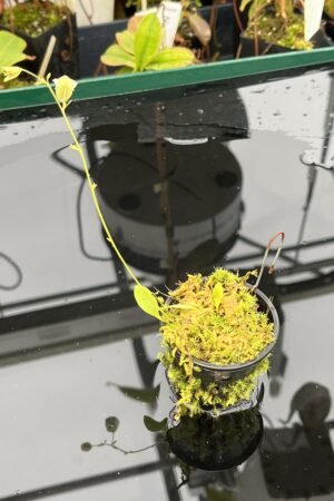 Close Up of Utricularia asplundii | Best Carnivorous Plants | BCP-108 | 21056
