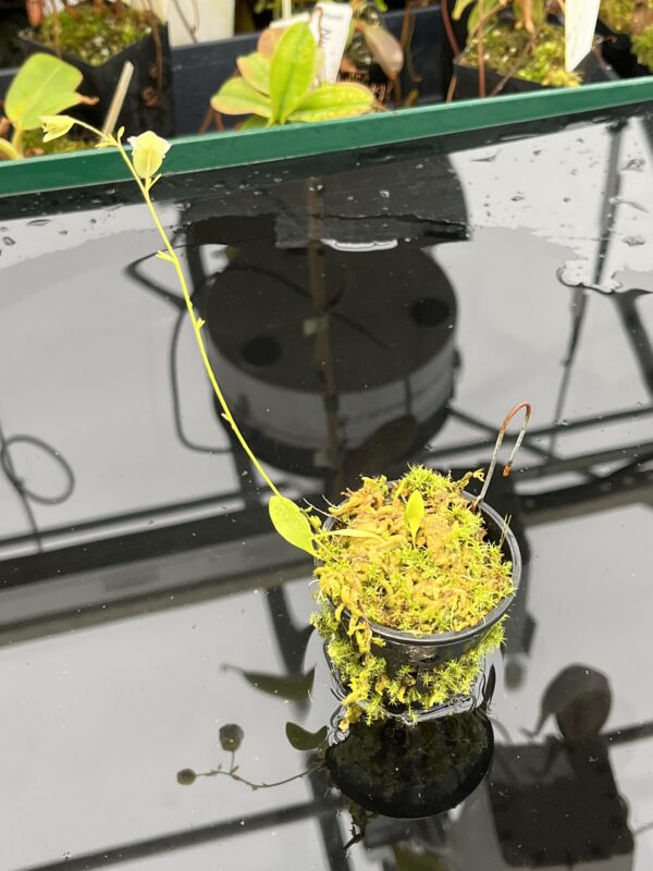 Close Up of Utricularia asplundii | Best Carnivorous Plants | BCP-108 | 21056