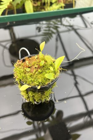 Close Up of Utricularia asplundii x U. campbelliana {mixed clones} | Best Carnivorous Plants | BCP-1655 | 20845