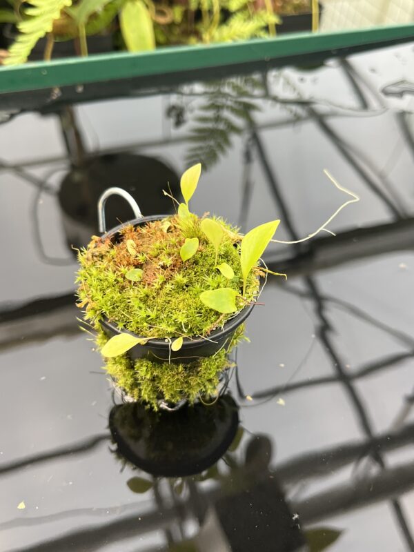 Close Up of Utricularia asplundii x U. campbelliana {mixed clones} | Best Carnivorous Plants | BCP-1655 | 20845