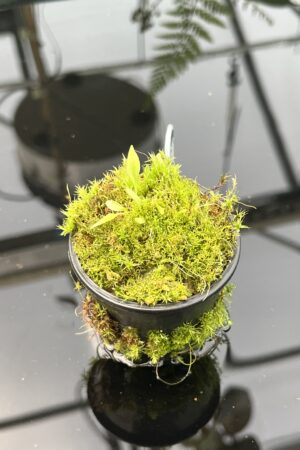 Close Up of Utricularia campbelliana {Wei Tepui} | Best Carnivorous Plants | 20850