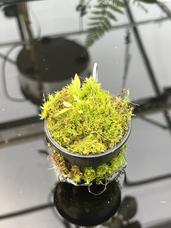 Close Up of Utricularia campbelliana {Wei Tepui} | Best Carnivorous Plants | 20850