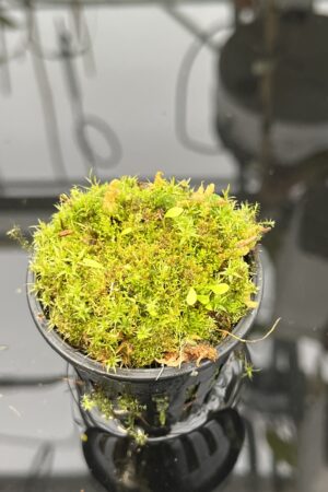 Close Up of Utricularia campbelliana {Wei Tepui} | Best Carnivorous Plants | 21057