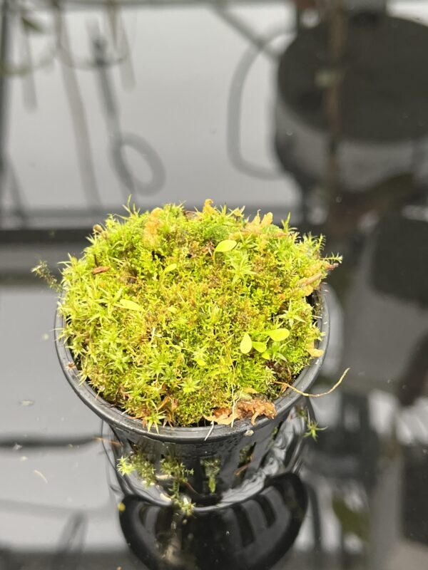 Close Up of Utricularia campbelliana {Wei Tepui} | Best Carnivorous Plants | 21057