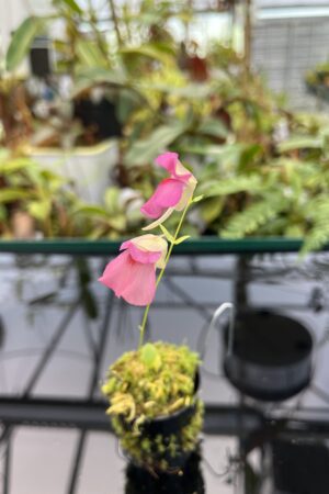 Close Up of Utricularia campbelliana x U. asplundii {mixed clones} | Best Carnivorous Plants | BCP-1656 | 20753