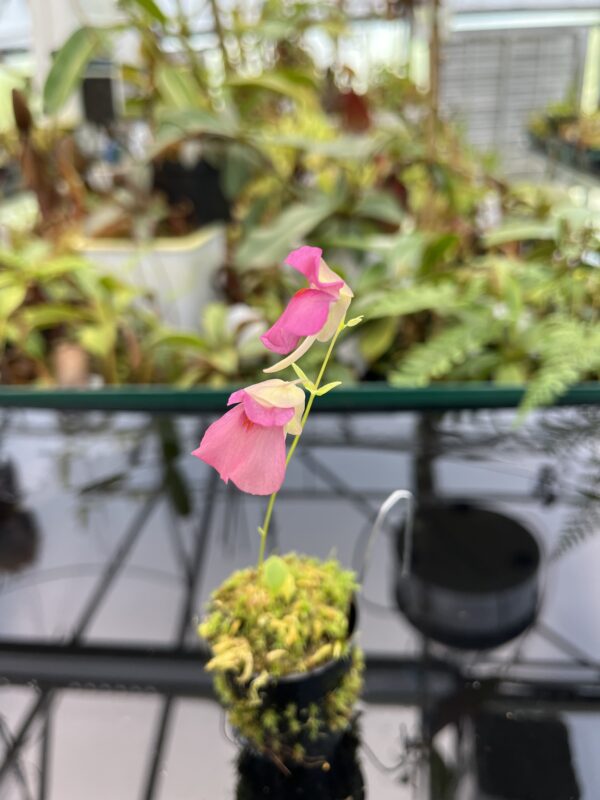 Close Up of Utricularia campbelliana x U. asplundii {mixed clones} | Best Carnivorous Plants | BCP-1656 | 20753