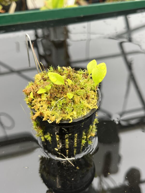 Close Up of Utricularia campbelliana x U. asplundii {mixed clones} | Best Carnivorous Plants | BCP-1656 | 21058