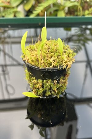 Close Up of Utricularia cv. JITKA (= Utricularia quelchii x Utricularia praetermissa) | Best Carnivorous Plants | 20842