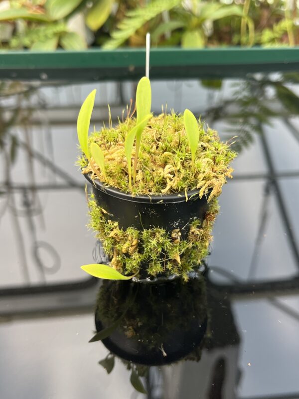 Close Up of Utricularia cv. JITKA (= Utricularia quelchii x Utricularia praetermissa) | Best Carnivorous Plants | 20842