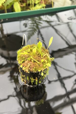 Close Up of Utricularia endresii | Best Carnivorous Plants | BCP-026 | 20847