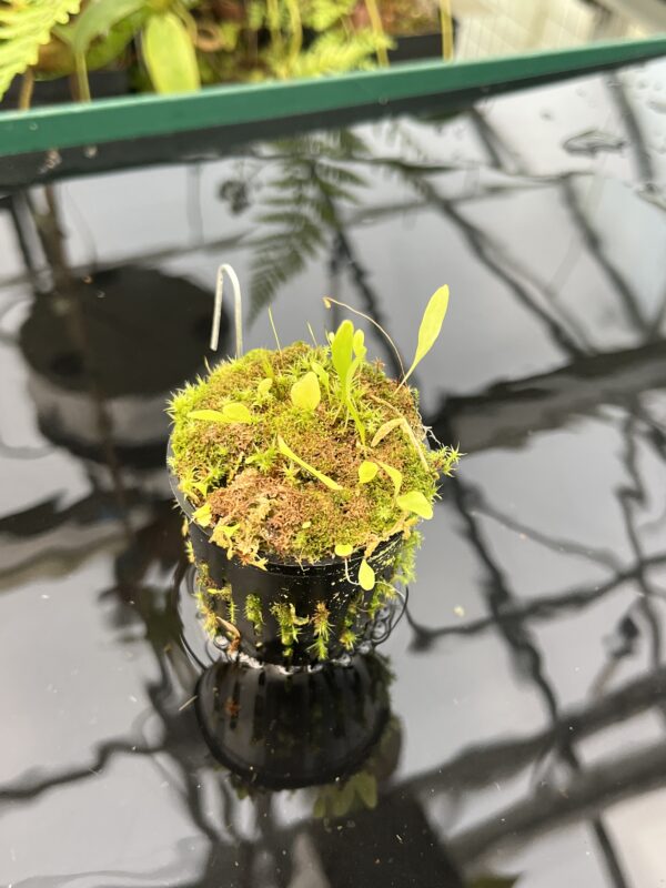 Close Up of Utricularia endresii | Best Carnivorous Plants | BCP-026 | 20847