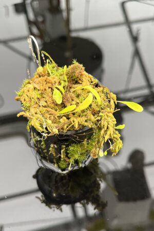 Close Up of Utricularia endresii | Best Carnivorous Plants | BCP-026 | H21052