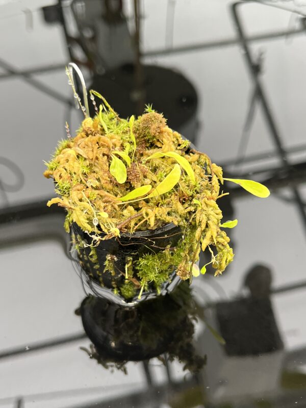 Close Up of Utricularia endresii | Best Carnivorous Plants | BCP-026 | H21052