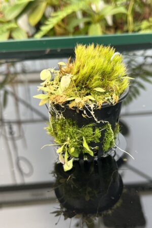 Close Up of Utricularia jamesoniana {Amuri Tepui, Chimanta Massif, Venezuela} | Best Carnivorous Plants | 20851