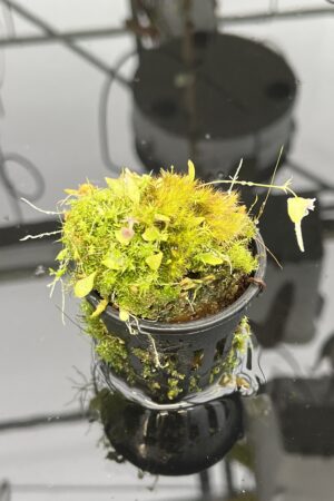 Close Up of Utricularia jamesoniana {Amuri Tepui, Chimanta Massif, Venezuela} | Best Carnivorous Plants | 21055