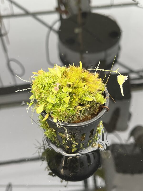 Close Up of Utricularia jamesoniana {Amuri Tepui, Chimanta Massif, Venezuela} | Best Carnivorous Plants | 21055