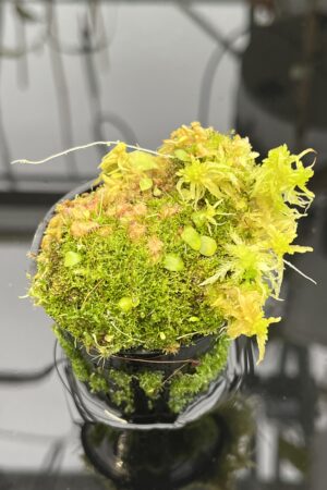 Close Up of Utricularia jamesoniana {near Casabito, Dominican Republic} | Best Carnivorous Plants | BCP-2029 | H21054