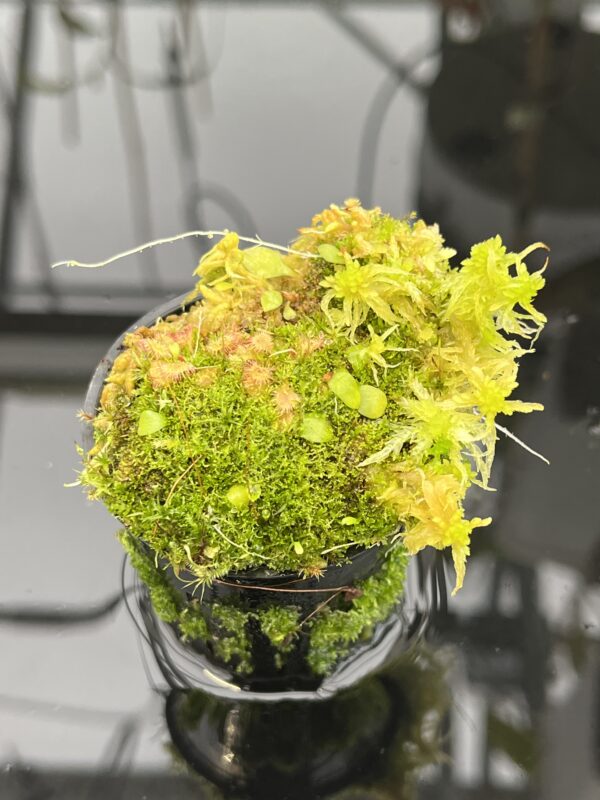 Close Up of Utricularia jamesoniana {near Casabito, Dominican Republic} | Best Carnivorous Plants | BCP-2029 | H21054