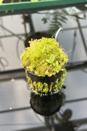 Close Up of Utricularia quelchii {Auyan Tepui} | Best Carnivorous Plants | 20843