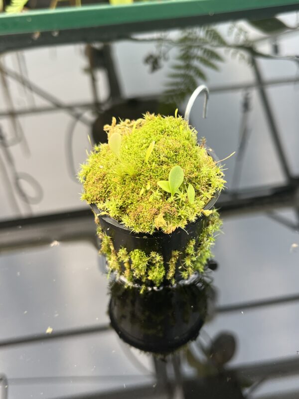 Close Up of Utricularia quelchii {Auyan Tepui} | Best Carnivorous Plants | 20843