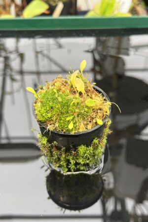 Close Up of Utricularia quelchii | Best Carnivorous Plants | 21053