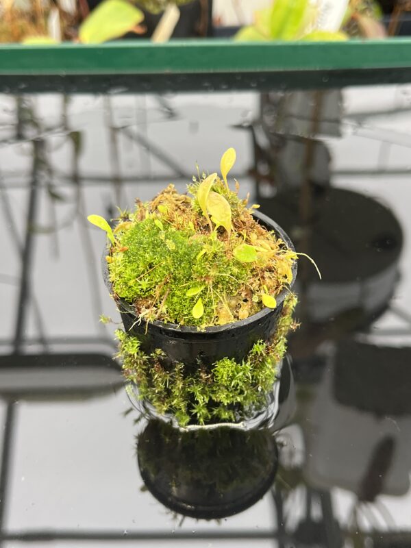 Close Up of Utricularia quelchii | Best Carnivorous Plants | 21053