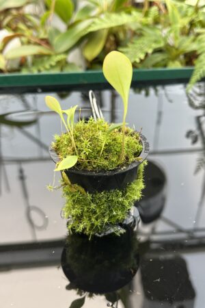 Close Up of Utricularia quelchii | Best Carnivorous Plants | BCP-138 | 20754
