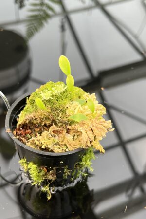 Close Up of Utricularia quelchii {Christian Klein clone} | Best Carnivorous Plants | 20849