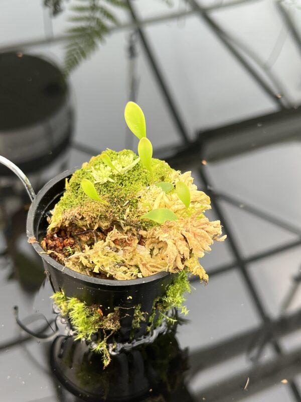 Close Up of Utricularia quelchii {Christian Klein clone} | Best Carnivorous Plants | 20849