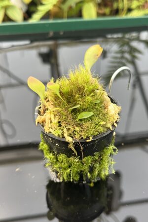 Close Up of Utricularia quelchii {Kukenan Tepui, Venezuela} | Best Carnivorous Plants | 20848