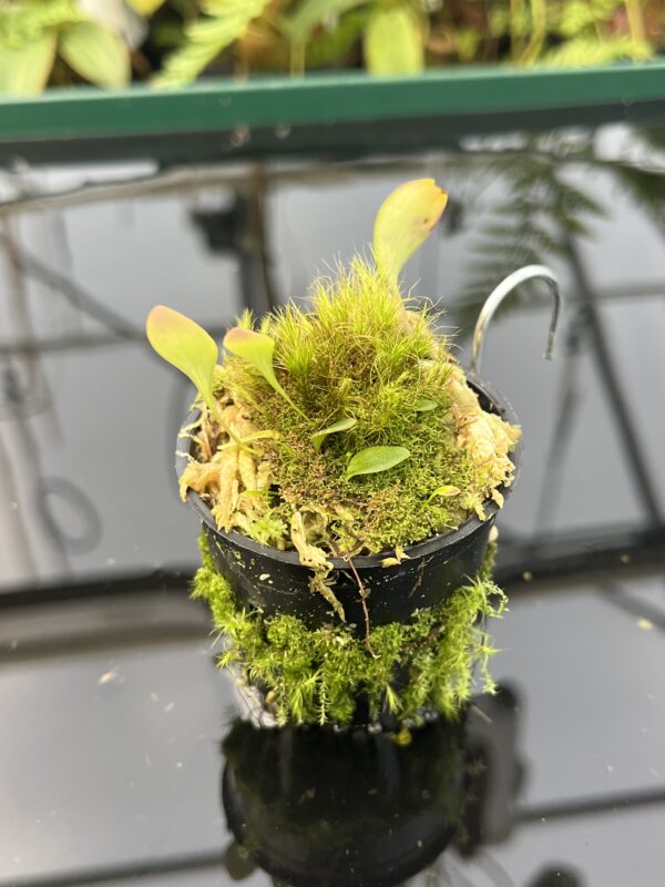 Close Up of Utricularia quelchii {Kukenan Tepui, Venezuela} | Best Carnivorous Plants | 20848