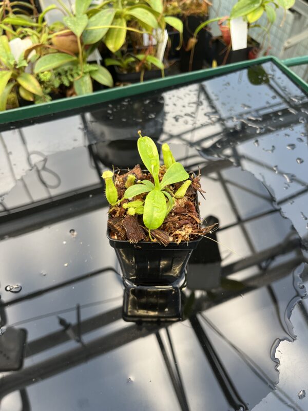 Wide Angle of Nepenthes ventricosa Black/Purple x villosa | JH | Florae | Florae Collaborative | FC-361.01 | 20864