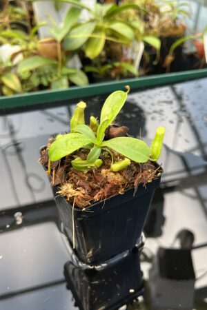 Close Up of Nepenthes ventricosa Black/Purple x villosa | JH | Florae | Florae Collaborative | FC-361.01 | 20864