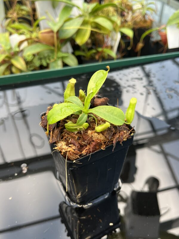 Close Up of Nepenthes ventricosa Black/Purple x villosa | JH | Florae | Florae Collaborative | FC-361.01 | 20864
