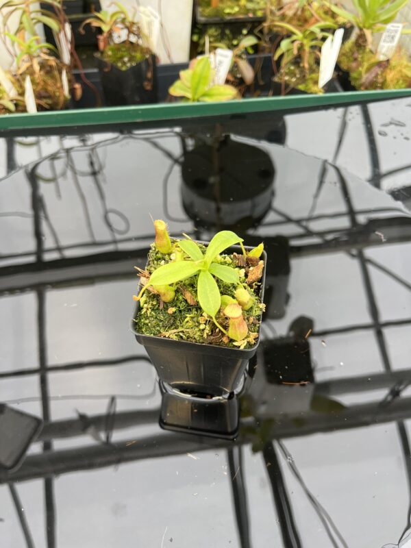 Wide Angle of Nepenthes ventricosa Black/Purple x villosa | JH | Florae | Florae Collaborative | FC-361.01 | 21024