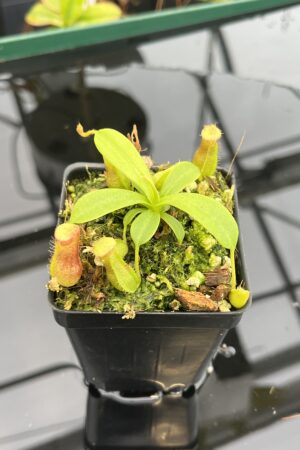 Close Up of Nepenthes ventricosa Black/Purple x villosa | JH | Florae | Florae Collaborative | FC-361.01 | 21024