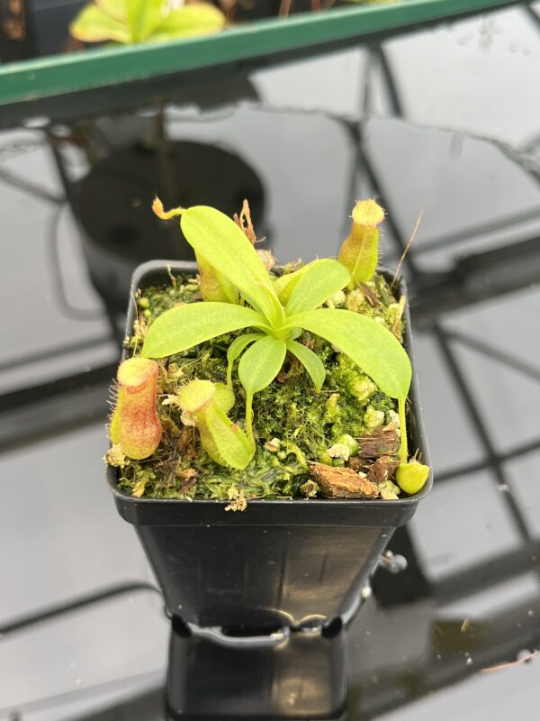 Close Up of Nepenthes ventricosa Black/Purple x villosa | JH | Florae | Florae Collaborative | FC-361.01 | 21024