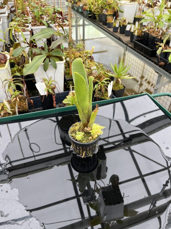 Wide Angle of Brocchinia aff. steyermarkii {seedgrown, slender form, Auyan Tepui plateau, Venezuela} | Best Carnivorous Plants | BCP-2267-00 | 20911