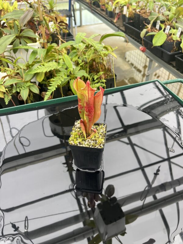 Wide Angle of Heliamphora arenicola x ceracea | Andreas Wistuba | AW-ISC | 20831