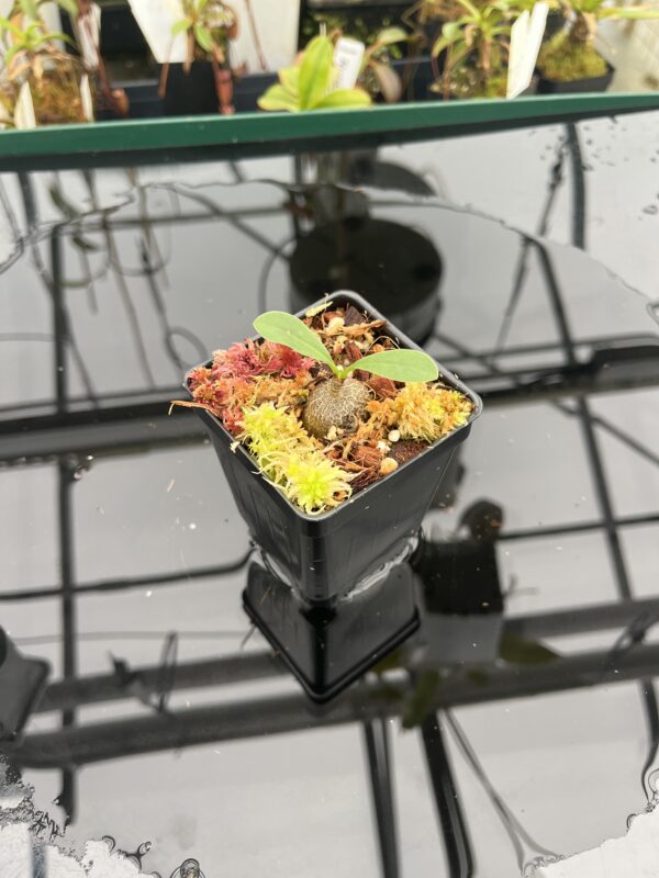 Wide Angle of Myrmecodia spec. nov. (Mt. Kaindi, PNG) | Andreas Wistuba | AW-(ISC) | IN20932