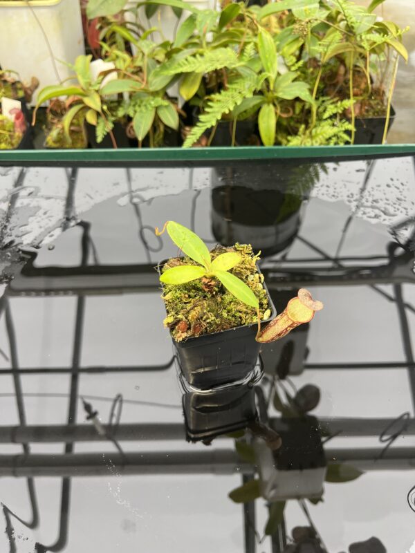 Wide Angle of Nepenthes adnata x campanulata | Best Carnivorous Plants | BCP-323 | 20824