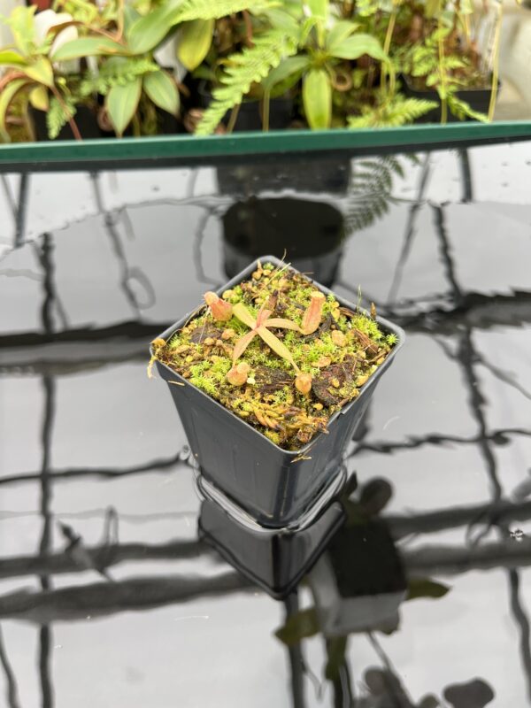 Wide Angle of Nepenthes albomarginata, red (Gunung Jerai) | Florae | SG | Florae Collaborative | FC-367 | 20781