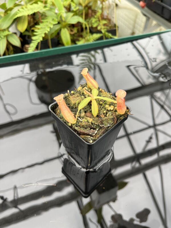 Wide Angle of Nepenthes albomarginata, red (Gunung Jerai) | Florae | SG | Florae Collaborative | FC-367 | 20782