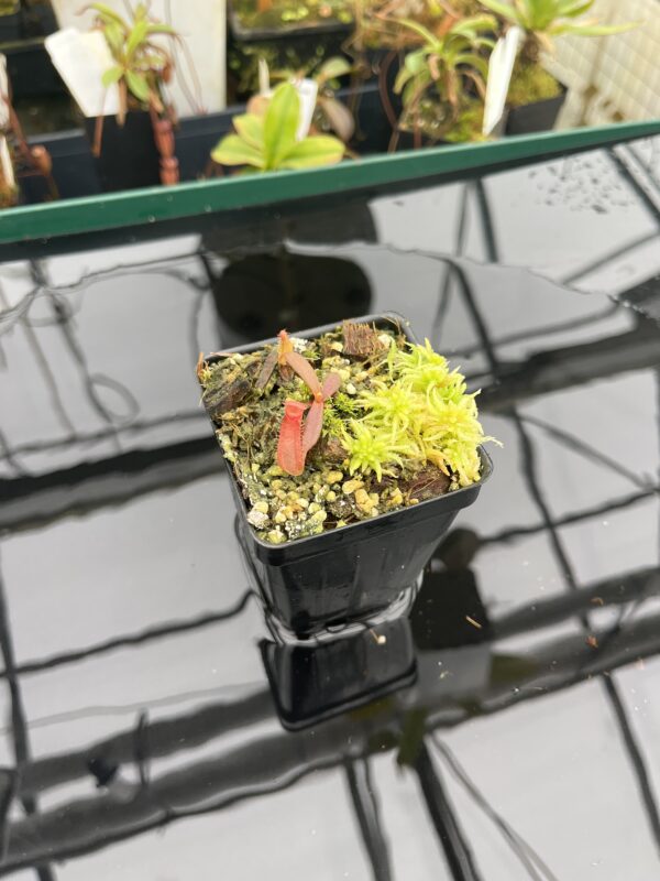 Wide Angle of Nepenthes albomarginata, red (Gunung Jerai) | Florae | SG | Florae Collaborative | FC-367 | 20928