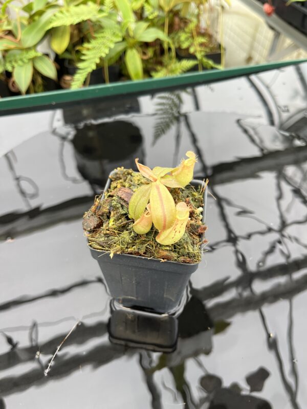 Wide Angle of Nepenthes ampullaria | Borneo Exotics | BE-3007 | 20785